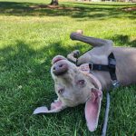 7 Ways to Help Your Dog Adjust When the Kids Go Back to School