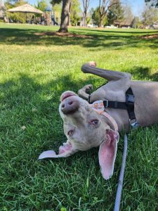 7 Ways to Help Your Dog Adjust When the Kids Go Back to School